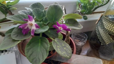 In Dalbok Dol, Bulgaria, a close-up shot captures a potted African violet plant with two delicate purple and white flowers and lush green, velvety leaves. The plant is situated on a windowsill, with a wooden ruler partially visible in the foreground. To the right of the plant, a glass jar decorated with green netting and trim adds a decorative element to the scene. In the background, other green plants and a white windowsill create a natural and domestic setting. The lighting suggests a bright, daytime environment.