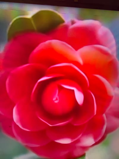 The image is a close-up, macro photograph of a red camellia flower, likely taken indoors or in a controlled setting, as evidenced by the visible pixel grid of a display screen in the background and edges of the frame, rather than an outdoor environment. The flower has multiple layers of vibrant red petals, with some lighter pink or white highlights on the edges and inner folds, suggesting soft lighting. The center of the flower is tightly packed with petals, with a subtle hint of the stamen or pistil visible. The background is a soft blur of colors, primarily green and blue, which could be indicative of a screen's display or a deliberately blurred background in a studio setting. There is no visible indication of any specific location within the city of Çiğli, Turkey, or any people, actions, or interactions. The photograph focuses solely on the detailed texture and form of the single flower.