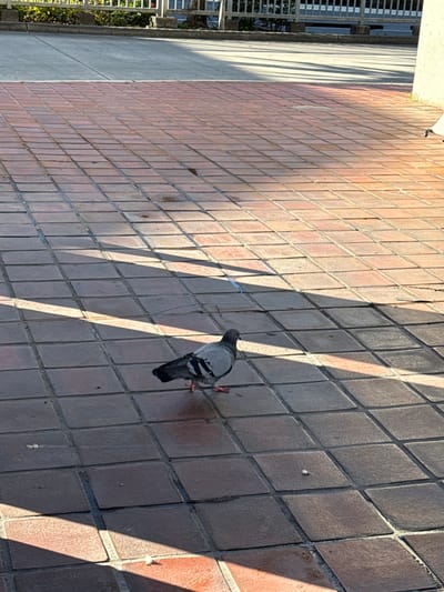 A pigeon stands on a brick sidewalk, casting a small shadow. The sidewalk is composed of square, reddish-brown bricks, laid in a grid pattern. Strong sunlight creates alternating bands of light and shadow diagonally across the bricks. A building's edge and possibly a metal fence are visible along the left side of the frame. The image is taken from a slightly elevated perspective, looking down at the scene.