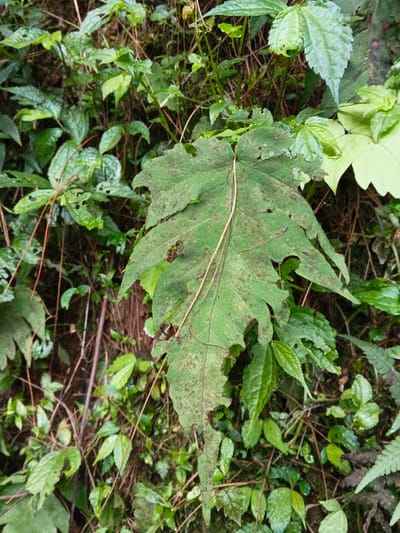 The scene captures a detailed view of dense foliage within a natural, overgrown environment, located in Desa Mburukulu, Indonesia. The central subject is a large, irregularly lobed green leaf, estimated to be approximately 20-30 cm in length, displaying signs of natural wear, including several perforations and frayed edges. Its surface is mottled with darker green and brown spots. A slender, light brown twig or stem, roughly 0.5 cm in diameter, lies diagonally across the prominent leaf, extending from the upper left to the lower right. Surrounding this central leaf is a thick assemblage of smaller green leaves and intertwined plant stems, varying in shade and texture. Some of these smaller leaves also exhibit minor damage. Thin, reddish-brown stems are visible amongst the green vegetation in the background, suggesting dried or older plant material. The overall impression is that of a lush, untamed natural setting, likely a forest understory. No individuals, animals, or artificial objects are present in the frame, and no specific actions or interactions are depicted.