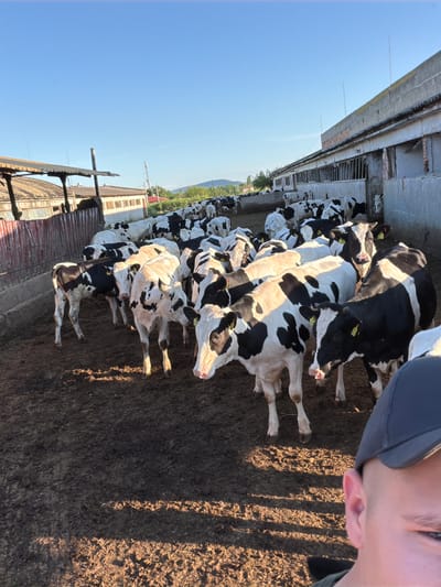 The image shows a herd of black and white cows in an outdoor enclosure. The enclosure appears to be part of a farm or agricultural facility, with buildings and fencing visible in the background. The ground is covered in dirt and mud, suggesting it may have recently rained or that the animals have been active in the enclosure. The cows are of various sizes and ages, and some are clustered together while others are more spread out. Sunlight is casting shadows on the ground, indicating it is daytime. In the foreground, a person is partially visible, wearing a dark cap and facing away from the camera. The scene is set against a clear blue sky. The location is identified as Samuilovo, Bulgaria.
