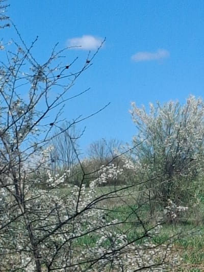 The image shows a view of trees with white blossoms against a clear blue sky. Some of the branches are bare with a few small dark berries visible. Green foliage appears in the background behind the trees. The location is unspecified but is meant to be Studeno Buche, Bulgaria.