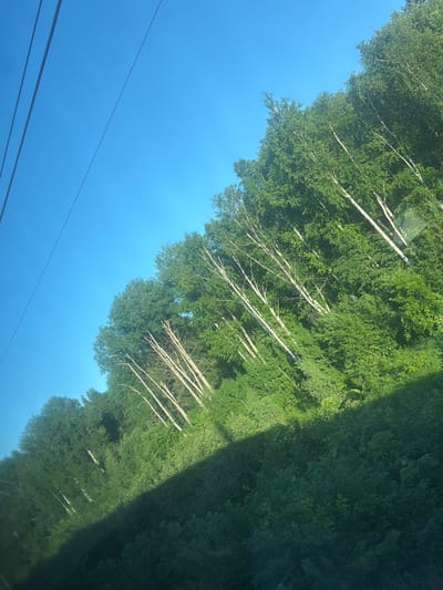 The image depicts a dense forest with a clear blue sky overhead, viewed from a slightly elevated perspective. The trees, primarily birches with their distinctive white bark, are a vibrant green, indicating a summer season. A dark shadow cuts diagonally across the lower right portion of the image, suggesting the presence of an object or structure casting it, possibly a building or large vehicle. In the upper left quadrant, three dark, parallel lines are visible, which appear to be power lines stretching across the sky. The overall scene is natural and tranquil, with no human presence evident. The image was captured in Mozhga, Russia, as indicated by the prompt.