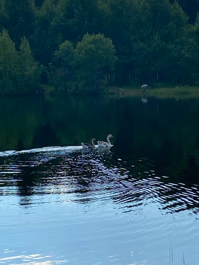 This media file shows a reflective surface, likely a body of water, mirroring a dark, wooded area and a bright sky. Several white birds, possibly geese or swans, are visible on the edge of the water or in the water itself. One bird is in flight, captured mid-air with its wings extended. The water's surface is disturbed, creating ripples and reflecting the surrounding environment in a fragmented manner. The trees appear lush and green, suggesting a temperate season, possibly summer or late spring. The lighting suggests it could be either early morning or late afternoon, as the light is soft and creating a gentle reflection. The scene is serene and natural, with the birds adding a dynamic element to the otherwise still landscape. The image is oriented sideways, with the water and reflections occupying the right side and the trees and sky the left. There is no visible text in the media file. The location context is Novyi Ural, Russia.