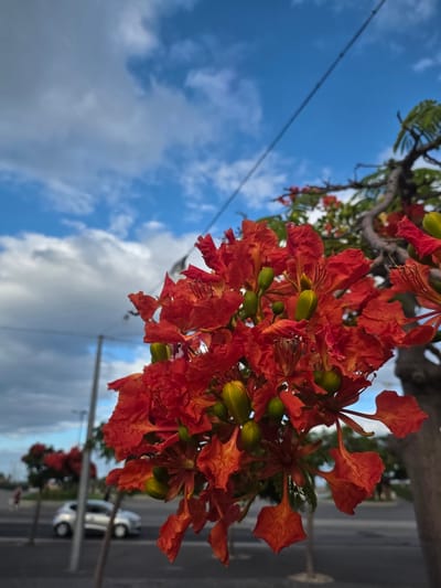 A close-up of bright red flowers with green buds on a tree branch is shown in the foreground. The flowers are in focus, with their intricate petals and stamen clearly visible. Behind the flowers, the sky is a vibrant blue with fluffy white and grey clouds. A thin black power line stretches diagonally across the upper portion of the image. In the blurred background, a silver car is driving on a street in Santa Cruz de Tenerife, Spain, with some trees and streetlights visible. The overall scene depicts a beautiful natural element against an urban backdrop.