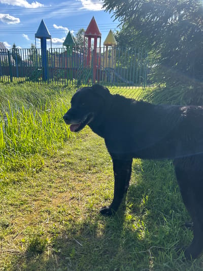 A black dog stands in a grassy area with a playground in the background. The playground has colorful structures resembling castles with slides. Tall, green grass lines the foreground, and a body of water is visible to the left. The sky is blue with scattered clouds. The sun is shining brightly, casting shadows and lens flares on the image. The location is identified as Слава Снт, Russia.