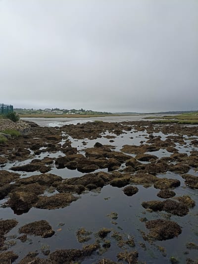 The image depicts a tidal landscape with numerous rocks covered in seaweed. The foreground is dominated by these rocks and shallow pools of water reflecting the overcast sky. In the middle ground, a body of water stretches towards a distant shore with a line of houses and buildings. The horizon is obscured by a hazy sky, suggesting a cloudy or foggy day. A green metal fence and some vegetation are visible on the left side of the image, bordering a rocky embankment. A few birds are scattered on the wet sand or mudflats in the middle distance. The scene is located in Annagry West, Ireland.
