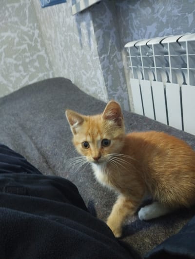 An orange tabby kitten is perched on a dark grey blanket, looking towards the viewer with wide, alert eyes. The kitten's fur is a mix of ginger and white, with white paws. To the left of the kitten, a person's dark clothing is visible, suggesting they are sitting or lying down. In the background, a white radiator with vertical slats is mounted on a wall with textured wallpaper. The overall setting appears to be indoors. The city of Vinkivtsi, Ukraine is not mentioned or identifiable within the image.