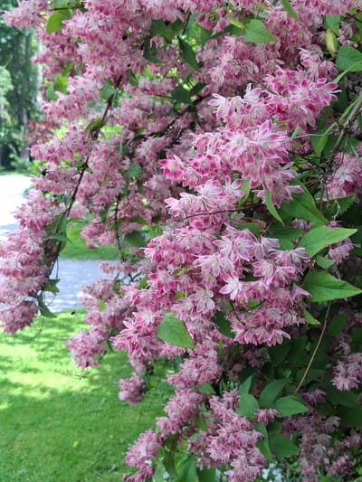 A close-up, eye-level shot captures a dense cluster of pink and white flowering branches, characteristic of a Deutzia plant, possibly in bloom during late spring or early summer. The delicate, star-shaped flowers are arranged in frothy masses, with some buds showing deeper pink coloration. The branches are interspersed with lush, green foliage. In the background, a light-colored gravel path curves gently to the left, bordered by vibrant green grass. Beyond the path, trees with a mix of green and blurred foliage suggest a park or garden setting. The lighting indicates it is daytime, with soft shadows present. The scene is located in Middleton Tyas, United Kingdom.