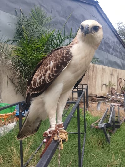 A medium shot captures a majestic Brahminy Kite perched on a black metal railing in Kuta Trieng, Indonesia. The bird, with its distinctive white head and pale brown plumage, faces the camera directly, its sharp black eyes fixed ahead. Its wings are partially spread, revealing intricate brown and white feather patterns. A leather jess on its leg connects to the railing, indicating it's likely a trained bird.
Behind the bird, a lush green palm frond offers a vibrant contrast to the muted, weathered concrete wall of a building. The railing it stands on is part of a larger structure, suggesting an outdoor enclosure or aviary. In the background, a scattering of miscellaneous metal objects, some rusted and weathered, lie on dry grass and earth, hinting at a utilitarian or perhaps disused area. The overall scene is one of an outdoor environment, possibly a park, zoo, or sanctuary, with elements of nature and human construction intermingled. The lighting appears to be natural daylight, casting soft shadows.