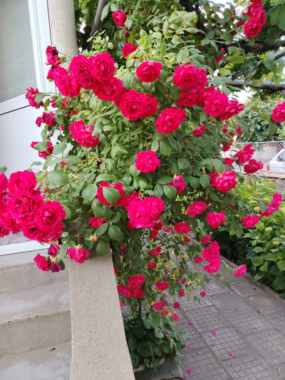 The image depicts an outdoor scene in Sungurlare, Bulgaria, dominated by a large, profusely blooming climbing rose bush. The bush, located on the left and central portion of the frame, is covered in numerous vibrant deep pink or fuchsia-colored roses, primarily in full bloom. The flowers feature multiple layers of petals, and the plant displays abundant, healthy dark green foliage. Some older or lower blossoms show signs of wilting, with visible faded petals and dried sepals.
The rose bush is growing around and partially conceals a vertical, light-grey concrete pillar or balustrade positioned on the left side of the frame. To the immediate left of this pillar, a portion of a white building element is visible, likely a window or door frame, with horizontal white blinds visible through glass. Below the concrete pillar, three light-grey concrete steps descend to the left. Scattered pink rose petals are present on these steps.
Extending from the right of the concrete pillar into the background is a paved pathway. This pathway consists of dark grey, square paving stones featuring a raised grid pattern. Numerous detached pink rose petals are spread across the surface of this pathway.
In the background, beyond the rose bush and pathway, dense green foliage from various other bushes and trees creates a verdant environment. A metal chain-link fence is partially visible in the upper-right background, behind which a section of a white vehicle is faintly discernible. Above the main rose bush, a canopy of green leaves, possibly from a large tree or a vine-covered pergola, partially obscures the sky, allowing dappled daylight to filter through. The scene is uniformly lit by natural daylight. No individuals are present in the image.
