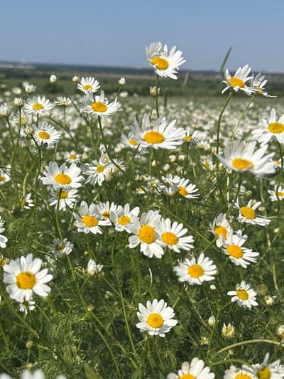 The image shows a close-up view of a field of daisies under a clear blue sky. The daisies are white with yellow centers and are in various stages of bloom. Some are fully open, while others are still buds. The field appears to be located in a rural area, with rolling hills visible in the background. The overall impression is one of natural beauty and tranquility. Based on the provided information, this scene is located in the city of Bol'shie Tomiki, Russia.