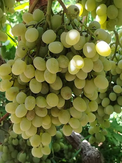 A cluster of light green grapes hangs from a vine in Shovot, Uzbekistan. The grapes are plump and oval-shaped, with a slight translucence that allows sunlight to filter through. They are arranged in a dense bunch, with smaller clusters branching off the main stem. The background is a blur of green foliage and dappled sunlight, suggesting an outdoor setting in a vineyard or garden. The image is shot from a slightly upward angle, emphasizing the abundance of the fruit.