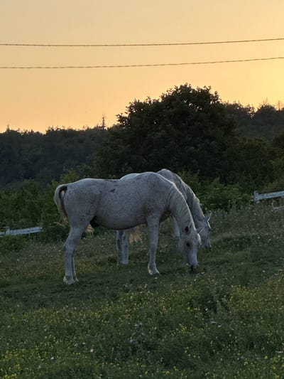 Two white horses graze in a grassy field dotted with small yellow and pink flowers. In the background, a line of dark green trees forms a dense forest, with the soft orange glow of a sunset visible above the tree line. Three thin, dark horizontal lines, possibly power lines, are visible against the sky. A white fence runs along the far right side of the image. The scene appears to be an outdoor rural setting, possibly on the outskirts of Kerenite, Bulgaria, given the natural landscape and the potential presence of farmland or pastures.