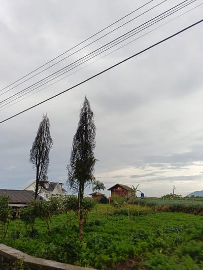 The scene depicts a semi-rural landscape under an overcast sky, with six parallel utility lines traversing the upper portion of the frame diagonally from upper-left to mid-right. The foreground is dominated by a dense field of vibrant green, low-lying vegetation. Two tall, slender, dark-foliaged trees stand prominently in the mid-ground, left of center. Behind the leftmost tall tree, a white two-story residential house with a dark pitched roof and dormer windows is visible. To the right, in the far middle ground, a two-story red-brown wooden house with a dark pitched roof and illuminated window openings is present. A blue cylindrical water tank is situated on a structure behind the red-brown house. A palm tree is visible near the red-brown house, and a bare tree stump or dead tree stands on the distant right horizon. No individuals are visible. This environment is situated in Khan Boeng Keng Kang, Cambodia.