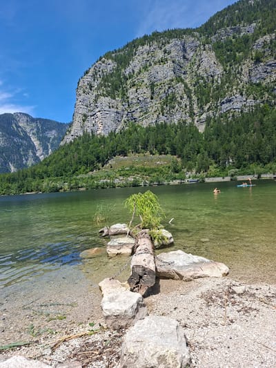 The image depicts a serene lakefront scene in Obertraun, Austria, with the majestic Dachstein mountains forming a dramatic backdrop. The foreground features a pebbled shore with large, light-colored rocks, some of which are partially submerged in the clear, green water. A fallen log, adorned with a small, vibrant green tree, rests on some of the rocks, adding a touch of natural artistry.

In the middle ground, the lake stretches out, its surface shimmering under the sunlight. Several individuals are enjoying the water. Two people are visible on a stand-up paddleboard in the right section of the lake, one standing and the other in a crouched position. Closer to the center, another person is partially submerged in the water, appearing to be swimming or wading.

The background is dominated by a steep, rocky mountainside covered in a dense forest of green trees. The rugged texture of the mountain and the vibrant green of the foliage create a striking contrast against the clear blue sky. The overall impression is one of natural beauty and leisurely outdoor recreation.