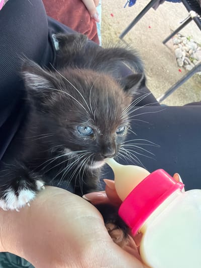 A close-up, medium-angle shot depicts a black kitten with white paws being bottle-fed indoors. The kitten has blue eyes, a dirty face, and long white whiskers. A person's hands hold a baby bottle with a pink top and white nipple, which is positioned in the kitten's mouth. The kitten is lying on a person's lap, who is wearing black pants. The background includes a metal frame structure. There is no information available to determine location in the city of Bratia Kunchevi, Bulgaria.