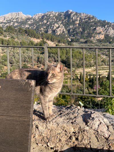 A dilute tortoiseshell or grey tabby domestic cat with green eyes stands positioned on a rough stone wall in Fornalutx, Spain. The cat faces towards the right of the frame, its head slightly turned and elevated, observing the environment. A dark brown wooden object, displaying visible scratches, occupies the lower left corner, partially obscuring the cat's left side. Behind the cat, a dark metal fence extends horizontally across the middle ground. The background reveals a terraced valley landscape with olive groves, other trees, and cultivated fields. Distant, rugged, rocky mountains dominate the far background under a clear, blue sky. The scene is illuminated by strong sunlight, producing distinct shadows. No other subjects or interactions are present.