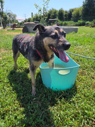 A medium-sized dog, appearing to be a German Shepherd mix, stands with its hind legs submerged in a turquoise plastic tub filled with water. The dog is wearing a red collar and a harness with red accents. Its mouth is open, and its tongue is hanging out, suggesting it is panting. The scene takes place outdoors on a sunny day, with lush green grass covering the ground. In the background, there are trees, a fence, and a few structures, including what appears to be a concrete cylindrical object and a building with a red roof. The environment suggests a rural or suburban setting, possibly a yard or park. The overall impression is of a dog cooling off on a warm day. The image was captured in Gorni Bogrov, Bulgaria.