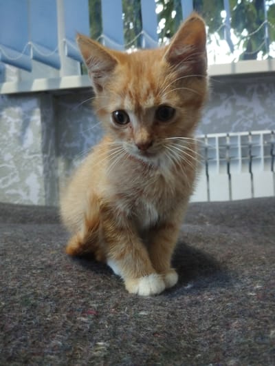 A ginger kitten is sitting on a grey blanket in an indoor setting. The kitten is facing forward with its body angled slightly to the left. Its fur is short and appears fluffy. The background shows a blurred window with blue blinds and a hint of greenery outside. The environment appears to be a residential area. The kitten's paws are white. There are no people visible in the image. The scene is static and focuses solely on the kitten.