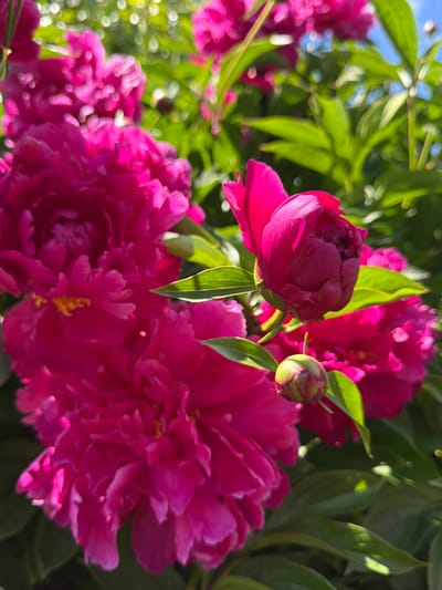 In a garden in Timonovo, Russia, a cluster of vibrant pink peonies dominates the frame. The flowers, in various stages of bloom, exhibit lush, layered petals with a deep magenta hue. Sunlight catches the delicate edges of the petals, creating highlights and adding to their visual appeal. In the background, out-of-focus green foliage and glimpses of a bright blue sky suggest a warm, sunny day. One peony bud, tightly closed, hints at future blooms, while another, partially unfurled, reveals its intricate structure. The overall scene conveys a sense of natural beauty and the peak of summer flowering.