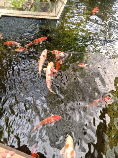 This is a high-angle, close-up shot of a koi pond in Durin Serugun, Indonesia. Several koi fish, predominantly orange, white, and black, are swimming in the murky water. The water is disturbed, creating ripples and reflections of the surrounding greenery and sky. In the upper left corner, a glass-enclosed planter with lush green plants is visible, indicating an outdoor or semi-outdoor setting. The bottom left corner of the image shows a wooden ledge and a partial view of a human hand, suggesting a person is observing or interacting with the fish. The overall scene is natural and serene.