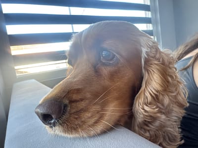 An English Cocker Spaniel with auburn fur rests its head on a grey, upholstered surface, looking out towards a window with horizontal blinds. Sunlight streams through the gaps in the blinds, illuminating the dog's face and the side of its head. The dog's left eye is visible, reflecting light. A person, partially visible on the right side of the frame, wears a black top. The scene appears to be indoors. The image does not provide any information to suggest a location in Dibich, Bulgaria.