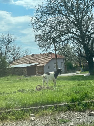 A rural or village scene, consistent with Buhovtsi, Bulgaria, shows a black and white goat standing in a vibrant green grassy field. The goat, wearing a dark collar or harness, is positioned in the midground, looking towards the left. Near the goat, on the grass, lies a circular, rusted metal object, possibly an old wheel rim.
The foreground and midground are dominated by lush green grass, which transitions into a drier, possibly gravelly or dirt area on the far right. In the background, two houses are visible: one is light gray with white windows and a dark roof, partially obscured by a tree, and the other features a prominent reddish-brown tiled roof and stone or brick walls.
Numerous deciduous trees, mostly bare or with very early buds, frame the scene. A large, gnarled tree dominates the upper left, its intricate branches silhouetted against the sky. Faint power lines stretch across the upper middle of the image.
The sky is bright blue with scattered white, puffy clouds, indicating daytime. The natural lighting is clear and highlights the green of the grass and the details of the houses and trees. The overall atmosphere suggests a peaceful, rural setting, likely in early spring given the condition of the trees and grass. There is no visible text in the image.