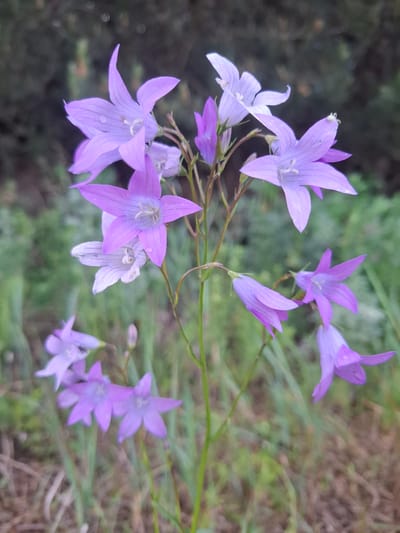 A cluster of bellflower-type blossoms in shades of lavender and light purple, seemingly photographed outdoors. The flowers are arranged on thin, green stems. Some blossoms are fully open, revealing star-shaped petals, while others are closed or partially open. The background appears to be a mix of greenery and perhaps some dry or dead vegetation, creating a natural setting. There's no indication of Дерезовка, Russia, or any identifying landmark within the frame.