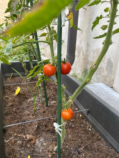 A close-up, eye-level shot captures a tomato plant growing in a dark gray planter filled with soil, mulch, and dry leaves. The plant has green stems and leaves, with three ripe tomatoes visible: two near the top of the frame, and one lower down. Two green stakes support the plant, with white twine tied around one of them. In the background, a beige wall with some discoloration and a dark gray downspout are visible. The scene appears to be an outdoor urban setting, potentially a patio or balcony, in Lonato del Garda, Italy, given the context of the image. The lighting is natural, suggesting daytime. No people or animals are present in the frame.
