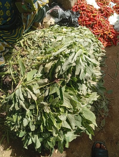 The image depicts an outdoor market scene in Wamba, Nigeria. A substantial pile of fresh, dark green leafy vegetables, possibly Amaranth, occupies the central and left foreground, laid directly on the light brown earth. To the upper right, a large quantity of bright red chili peppers is similarly displayed in a mound. In the upper left quadrant, a portion of a person is visible, clad in a patterned fabric featuring blue, green, and yellow hues. Adjacent to the person and the chili peppers, a black plastic bag contains a pale, rounded object. The ground surface is composed of compacted light brown dirt. A bare foot, wearing a dark blue or black sandal, is partially visible in the bottom right corner of the frame.