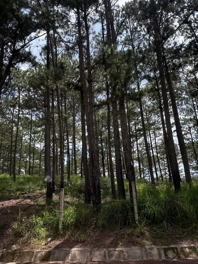 The image depicts a dense pine forest with tall, slender trees. The ground is covered in a mixture of pine needles, dry leaves, and green grass. A dirt path or road runs along the left side of the frame, and in the foreground, a low concrete structure is visible. A barbed wire fence with concrete posts runs through the grassy area, indicating a boundary or enclosure. The sky above is partly cloudy, with patches of blue visible through the canopy. The scene appears to be a natural landscape within Thôn 6, Vietnam, characterized by its abundant evergreen trees and slightly rugged terrain. No people are present in the image.
