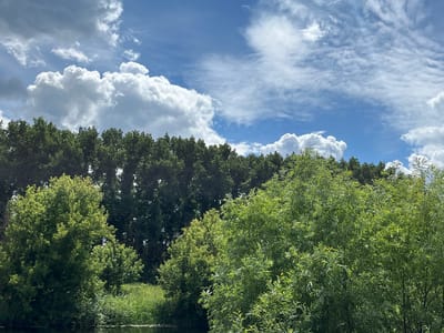 A wide-angle, eye-level outdoor shot captures a vibrant natural scene under a bright, partially cloudy sky. The upper portion of the image is dominated by a deep blue sky with large, fluffy white cumulus clouds scattered across it. The lower half of the frame is filled with lush green foliage from a variety of trees and plants.
In the foreground, on the left, a body of dark water with a slight ripple reflects the sky. Along the bank, reeds and tall green grass grow densely. Dominating the mid-ground are various trees with full, leafy canopies. The trees on the left are a darker, more solid green, while those on the right are a lighter, more feathery green, with their leaves catching the sunlight. A line of taller, darker trees forms a dense backdrop behind the mid-ground foliage, creating a layered effect.
The overall impression is one of a peaceful, verdant landscape, possibly a park or natural area near a body of water. The light suggests it is daytime, with the sun illuminating the scene from above and to the right. There are no people or animals visible in the image.