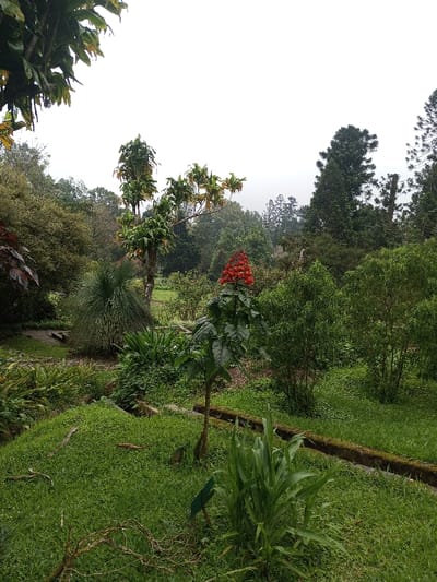 Lush green landscape with diverse vegetation. A vibrant red-flowered plant stands prominently in the center. Grass covers the foreground, interspersed with other plants. A small stream or ditch with mossy banks cuts through the scene. Various trees and shrubs form a dense backdrop against an overcast sky, creating a tranquil botanical garden setting.