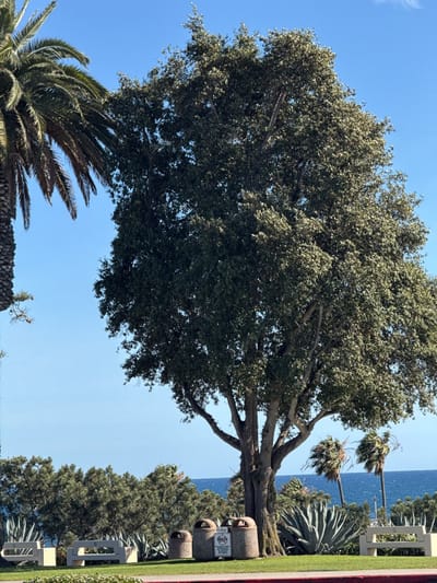 The image depicts a sunny outdoor scene in Newport Beach, California. A large, mature tree dominates the center of the frame, its thick foliage casting a shadow on the green lawn below. To the left, a tall palm tree leans slightly into the frame. In the background, the Pacific Ocean stretches to the horizon under a clear blue sky.

In the foreground, there are two concrete benches, two trash cans, and a sign. Low shrubs and agave plants are interspersed between the benches and trash cans. Palm trees are visible in the distance beyond the lawn.