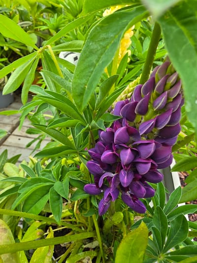 A close-up, angled shot shows a cluster of purple lupine flowers amidst a background of green foliage. Some yellow lupine flowers can also be seen. The scene takes place outdoors, possibly in a garden or natural environment, on what appears to be a wooden surface. The location is in Mlčechvosty, Czechia.