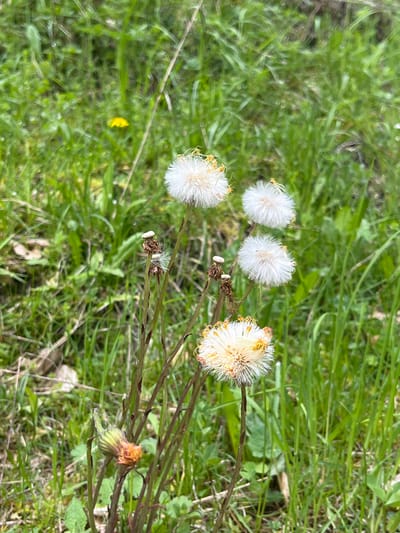 The image shows a patch of green grass and vegetation. Four dandelion seed heads in different stages of dispersal are visible. One seed head is fully intact with its white, fluffy seeds still attached. The other three are partially dispersed, with some seeds missing and some yellow remnants visible. A single yellow flower is present in the lower left. Several stems and seed pods are visible, showing the plant in different stages of its lifecycle. The image has no specific indicators to confirm its location in Drianovo, Bulgaria. No people or interactions are evident.