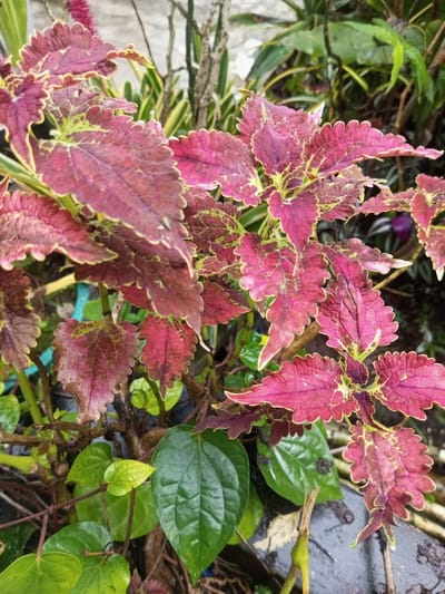 The image displays a close-up, vertical composition of multiple plants in an outdoor garden environment in Kotakonda, India. The primary subject is a plant with numerous broadly ovate to heart-shaped leaves, exhibiting deep reddish-purple coloration across their surface, accented by chartreuse green margins and venation. The leaf edges are distinctly serrated or scalloped. Beneath and intertwined with this plant, several glossy, dark green, heart-shaped or broadly ovate leaves are visible, some with prominent veins, alongside smaller, lighter green foliage. The background features blurred green and yellow-striped plant leaves, indistinct woody stems, and a subtle purple object. Visible moisture droplets are present on some leaves. No human figures or overt actions are depicted.