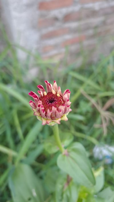 A close-up, slightly angled shot shows a single, partially opened Zinnia flower in soft focus. The flower exhibits a vibrant, multi-toned display of pink and deep red petals, with yellow accents at the center. The petals are tightly furled, revealing a complex, layered structure. The stem and some leaves are visible below the bloom, also rendered in soft focus. The background is a blur of green foliage, with hints of a brick wall and a light-colored, textured surface at the top left, suggesting an outdoor environment. The overall impression is one of natural beauty and gentle focus on the blossoming flower. The scene is located in Cottarum Tunong, Indonesia.