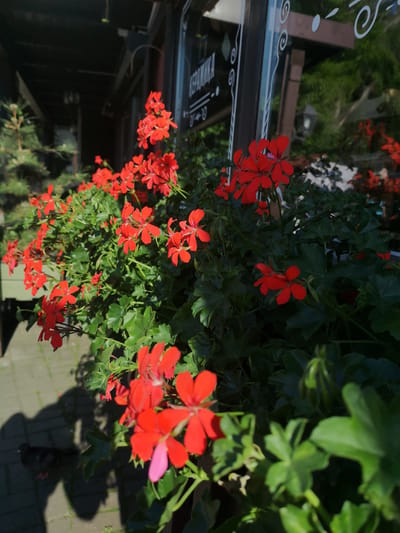 The image displays a planter box filled with vibrant red geraniums outside a building with dark wooden accents and a glass window. The window has white decorative swirls on its surface. A pigeon is visible on the paved ground in the lower left quadrant, casting a shadow from the overhead sunlight. The surrounding environment suggests an outdoor urban setting, possibly a cafe or shop entrance. The lighting indicates it is daytime with bright sunshine. The location is identified as Yantarny, Russia.