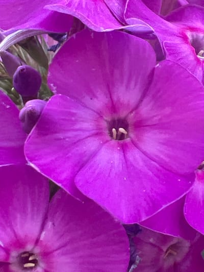 A close-up, slightly out-of-focus image shows several vibrant purple phlox flowers. The flowers are in various stages of bloom, with some fully open and others still developing buds. The petals are soft and velvety, with delicate veins running through them. The center of the open flowers reveals prominent stamens and pistils. The background is blurred, suggesting a garden or natural setting. The image does not contain any information about the city of Magas, Russia.