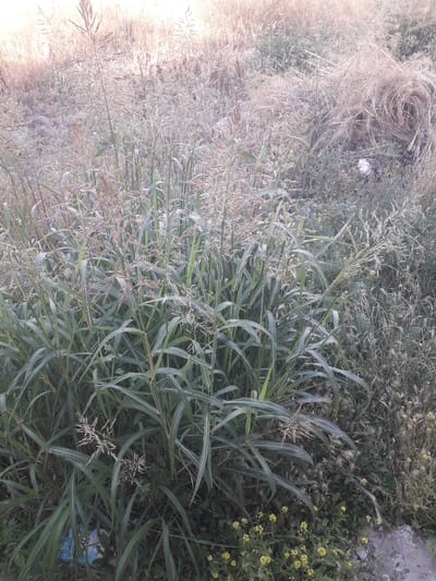 This vertical image displays an outdoor scene dominated by diverse wild vegetation, appearing overgrown and untended. The setting is likely a roadside or an edge of a field in Khistevarz, Tajikistan.
In the foreground and midground, a dense patch of green, tall, grass-like plants with long, strap-shaped leaves and numerous feathery seed heads is prominent. These plants, possibly a type of reed or tall grass, are lush and appear healthy. Interspersed among them, particularly towards the right side, are smaller plants with clusters of tiny yellow flowers.
Towards the left and background, the vegetation transitions to a drier, more muted palette of light brown and beige, consisting of tangled, dry grasses and straw-like brush. This area contrasts sharply with the vibrant green plants, suggesting different growth stages or types of flora.
Two pieces of litter are visible within the vegetation. On the far left, nestled within the dry brown brush, is a crumpled white plastic object, possibly a bag or bottle. Towards the bottom right, partially hidden among the green leaves, is a blue and white wrapper or small container. Partial text on this blue object reads "POWER" and possibly a number "2" or "L2."
The lighting suggests it is daytime, with no strong shadows indicating a specific time of day. No human activity or animals are present. The overall impression is one of wild, uncultivated nature, with human discarded items subtly integrated into the landscape.