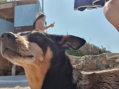 This is a close-up, rotated image of a dog, likely a German Shepherd mix, lying down outdoors. The dog's face, with its black and tan fur, is prominently featured, with its eyes closed and snout resting on a surface. Behind the dog, there is a hint of a stone wall and some greenery, suggesting an outdoor setting.

In the background, a person is visible, appearing to be lying on a chair or lounger. The person is wearing a bikini top. The overall scene suggests a relaxed, possibly sunny day. The clear blue sky in the background indicates good weather. The text "AKULN" is visible on a light blue surface in the background. The time of day appears to be daytime, likely sunny given the lighting. The location context suggests a place in Greece, specifically Chersonisos Municipal Unit.