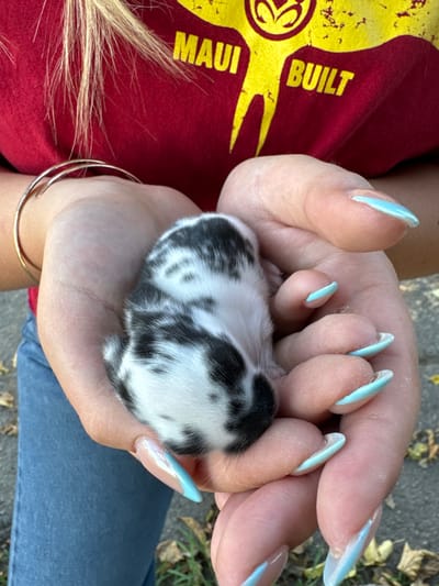 A close-up image shows a pair of human hands holding a small, newborn-appearing animal. The hands exhibit a light skin tone, with fingernails painted in an ombre style, transitioning from a light aqua blue at the tips to clear at the base. Two thin, gold-toned bangles are present on the left wrist. The animal, likely a kitten or puppy due to its size and features, is predominantly white with irregular black patches and spots covering its fur. It is cradled within the cupped palms, appearing to be very young and still. Above the hands, a portion of a red t-shirt with a yellow graphic displaying the text "MAUI BUILT" and a stylized logo is visible. Strands of blonde hair are partially visible at the top left of the frame. Below the hands, blue denim fabric is visible. The background is an out-of-focus outdoor setting with scattered brown, dried leaves on a dark ground surface. The specific location within the city of Rancho Murieta, United States, is not discernible from the visual evidence.
