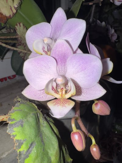 The scene is an indoor, close-up view of flowering plants, located in Profesor Ishirkovo, Bulgaria. The primary subject is a Phalaenopsis orchid displaying at least two fully open flowers and three developing buds. The dominant flowers are light lavender-pink with a finely textured appearance. Each flower features a prominent labellum (lip) characterized by white, yellow, and red-purple speckled and striped patterns. A third orchid flower is partially visible to the upper right. Below the main flowers, three closed, elongated buds, exhibiting a reddish-pink hue, are attached to the same brown stem. To the lower left, a large, dark green leaf with irregular lighter green or yellowish-white variegation and a slightly ragged edge is visible, belonging to a separate plant, possibly a Begonia. Further in the background, another plant with solid green leaves is partially obscured. The environment appears to be an interior setting, with a dark, indistinct background suggesting low ambient light and localized illumination highlighting the plants. A faint white object with red markings is partially visible behind the variegated leaf. No people or observable actions are present.