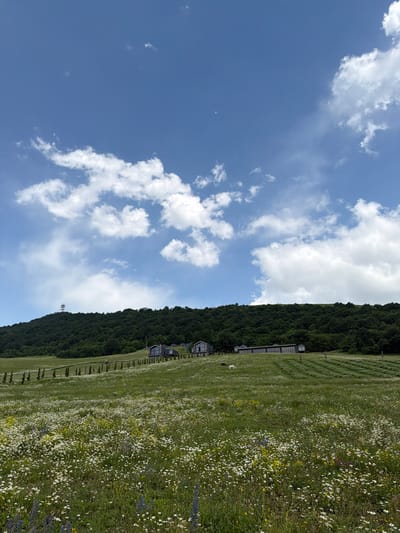 In Dsegh, Armenia, a vast, verdant meadow is blanketed with white and yellow wildflowers. The meadow gently slopes upwards towards a densely forested hill, atop which a solitary red and white transmission tower stands against a vibrant blue sky dotted with fluffy white clouds. Several modern, grey-roofed buildings are nestled on the hillside, some with large glass windows. A short, thin fence lines the edge of the meadow, separating it from a row of young, slender trees. In the distance, within the meadow, two animals, one white and one dark, are visible grazing. The sky occupies the upper half of the image, with the terrestrial landscape filling the lower half.