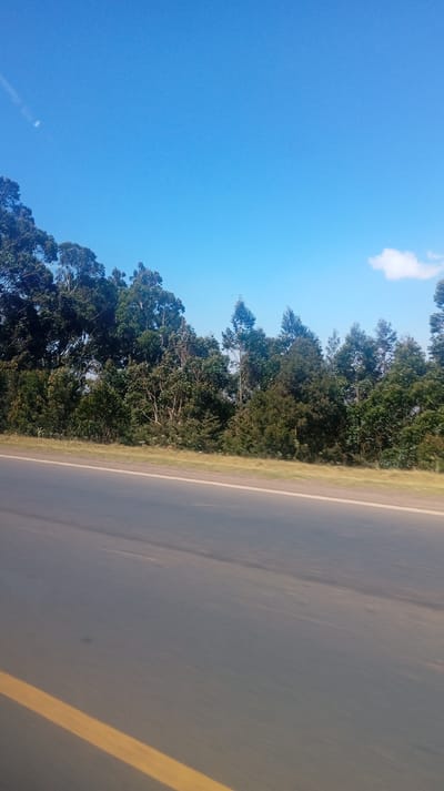 A low-angle, daytime shot features a stretch of gray asphalt road with a faded yellow line running along its edge. Beyond the road, a dense line of green trees forms a barrier against a bright blue sky. A small, puffy white cloud is visible in the distance. The photo appears to be taken from a moving vehicle, as evidenced by the motion blur and the angle of the road.