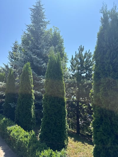 In Tiutky, Ukraine, this image captures a sunlit outdoor scene dominated by various evergreen trees against a clear blue sky. In the foreground, a meticulously trimmed green hedge runs along a paved pathway. Behind the hedge, several tall, conical evergreen trees stand in a row. Further back, a variety of other evergreen trees, including larger, more mature specimens with blue-green needles, are visible. The overall impression is one of a well-maintained, verdant landscape bathed in bright sunlight, suggesting a temperate climate and a peaceful, natural setting. There are no people or animals present in the image.