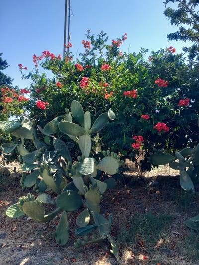This is a medium-shot, eye-level, outdoor, daytime photograph taken in Platani, Greece. The scene features a vibrant display of nature, dominated by lush green foliage and striking red-orange flowers. In the foreground, a large prickly pear cactus with its characteristic flat, paddle-like pads is prominently positioned. Scattered around the base of the cactus and in the surrounding ground are dried leaves, twigs, and patches of dry grass, suggesting a warm climate.

Behind the cactus, a dense green bush is in full bloom, adorned with clusters of trumpet-shaped, red-orange flowers. These flowers create a striking contrast against the deep green leaves. Above the bush, a clear, bright blue sky stretches across the frame, with a simple grey utility pole visible on the left side, extending upwards and slightly out of the frame. The overall impression is one of natural beauty and abundance, bathed in natural sunlight. No people or animals are visible in the image.