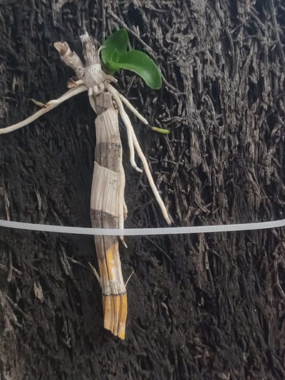 A close-up image of a piece of brown, yellow, and white plant matter attached to a dark, textured surface. The plant matter has thin, white, stringy roots that extend outwards. There is a small green leaf growing from the plant matter. The texture of the dark surface appears to be made up of many thin fibers. A thin, white piece of string is visible near the bottom of the image. This scene is located in Pasuruan, Indonesia, at the coordinates -7.658 latitude and 112.902 longitude.